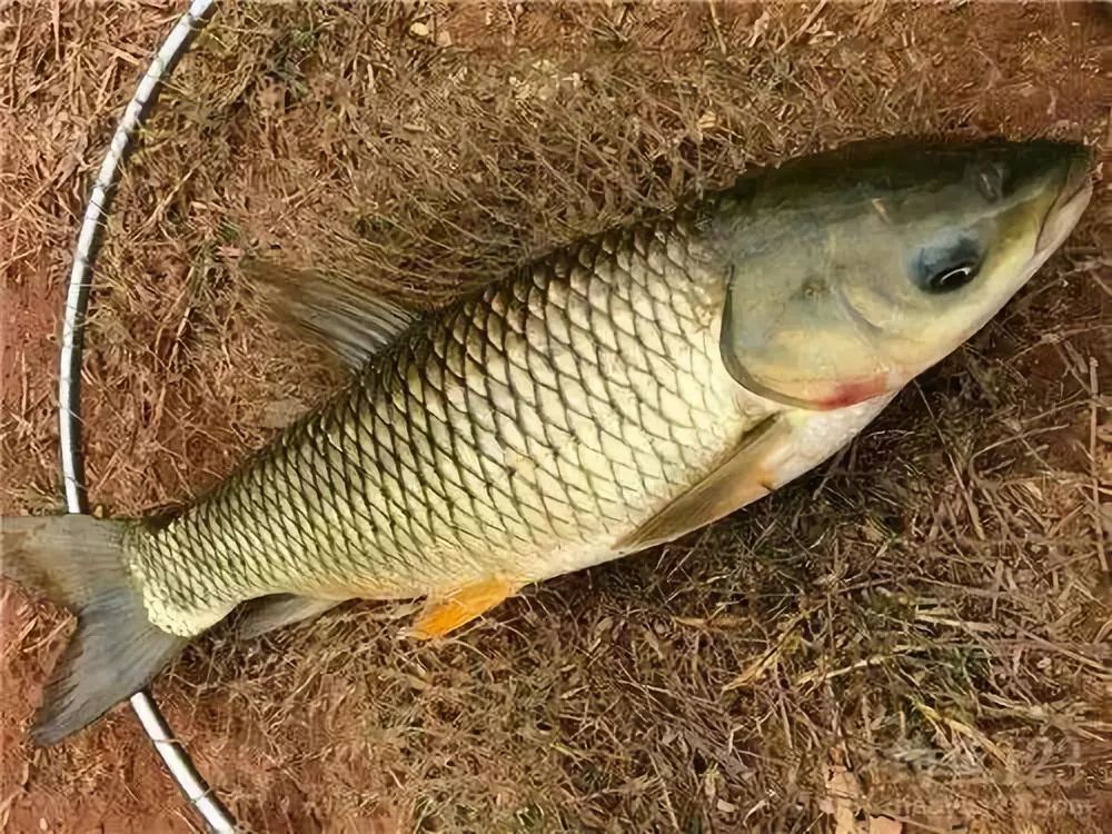 草鱼虽难钓,主要看技巧