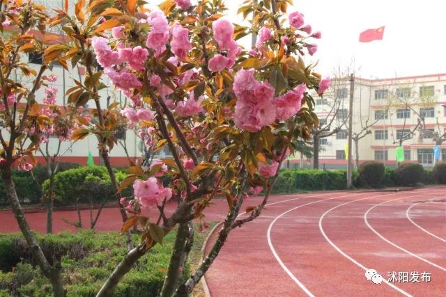 阵阵花香沁人心脾林荫道旁的花草树木随风摇曳漫步在沭阳南洋学校首先