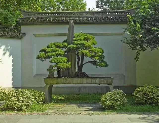 中式庭院常用主景树大全