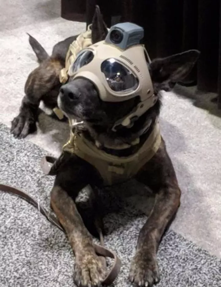 闪亮的氪金狗眼~k9战术狗头套装,战术军犬了解一下