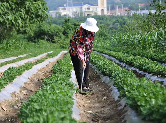 眼下即将进入夏直播花生播种季节,夏直播花生如何科学施肥?