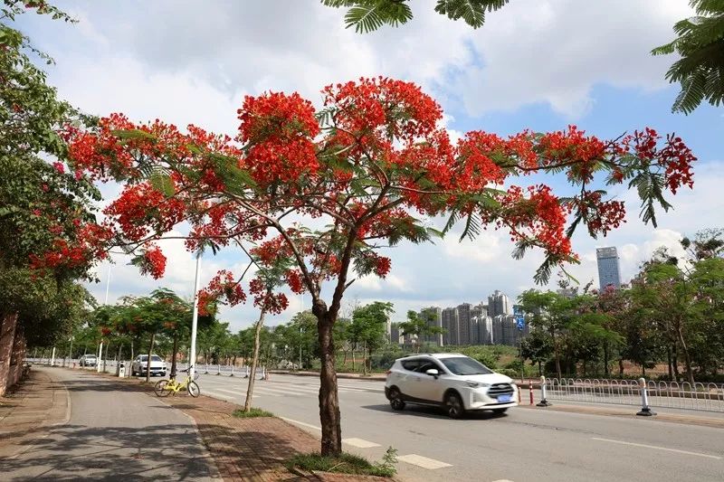 你会发现那红艳如火的凤凰花早已把大学路,江南路,白沙路,竹溪路,仙葫