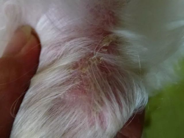 狗狗为什么在夏天容易得真菌皮肤病