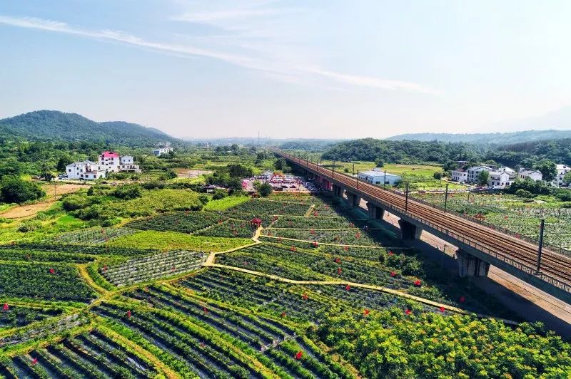 蓝莓熟了,等您来摘蓝莓园里旗袍秀蓝莓园一景图:方乐新 杨志斌 杨风胜