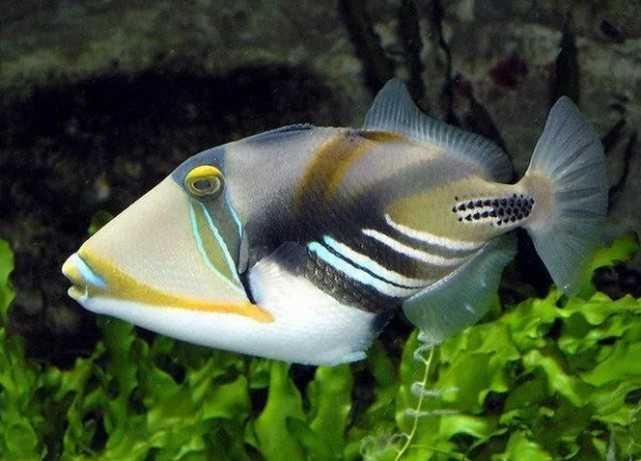 2,蝴蝶鱼 (lined butterflyfish)