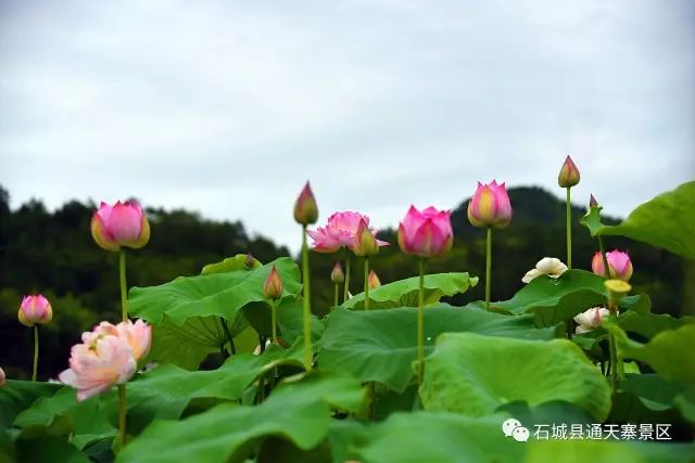 六月正是清和好时节,嫩柯娇叶媚晴天,通天寨景区万亩荷花等你来!