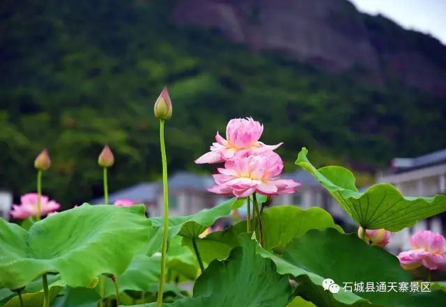 六月正是清和好时节,嫩柯娇叶媚晴天,通天寨景区万亩荷花等你来!