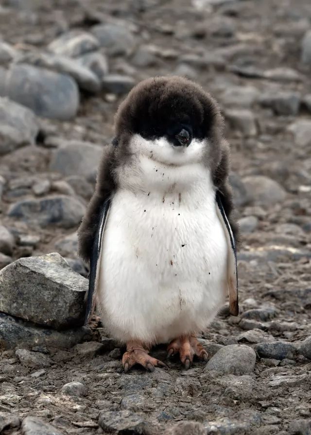 一只企鹅的成长简史,这种奇葩带娃方式超乎你的想象!