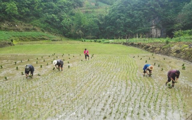 高观镇蒲池村农民正在田里忙碌插秧 黄祖满 摄