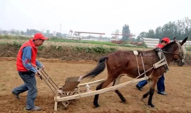 骡子是什么意思