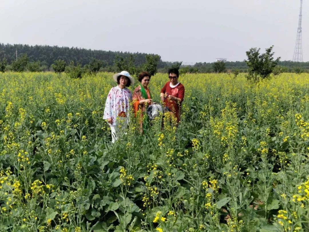 霸州40亩油菜花进入盛花期啦!