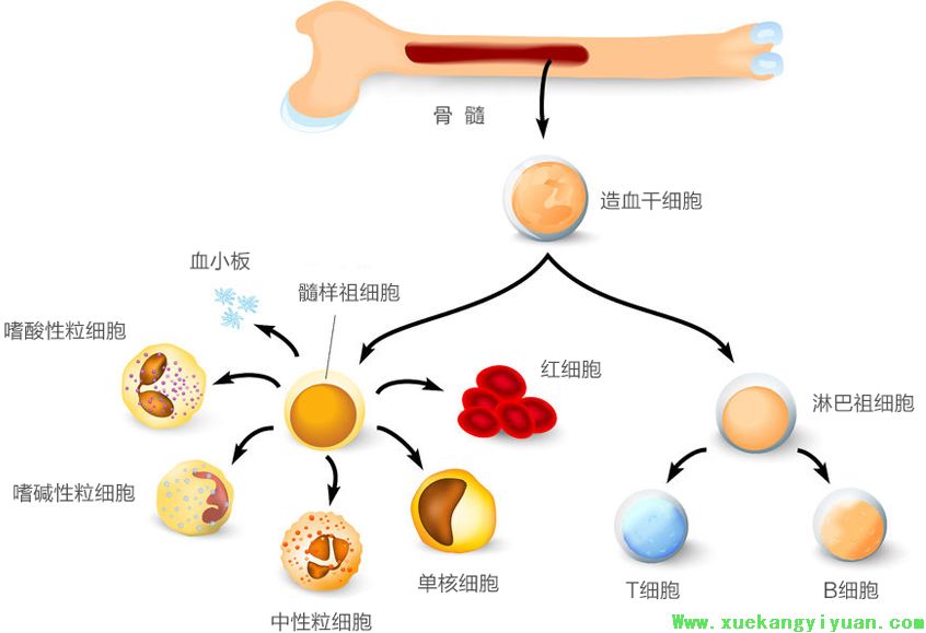 什么是骨髓纤维化