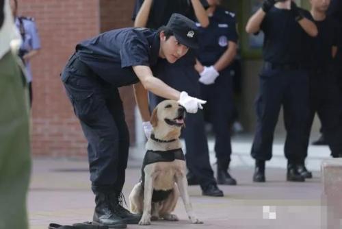 在搜毒,搜爆演示中,萌萌的警犬lucky迅速,精准找到了被小朋友事先藏在