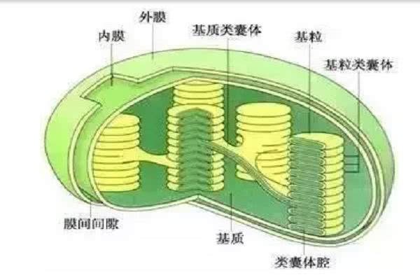 关键词2:叶绿体