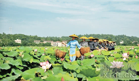 湘潭县花石镇荷花基地.