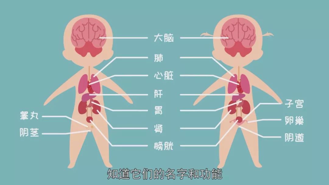 同时,家长要教孩子 认识身体的各个部位,包括生殖器官,知道它们的名字