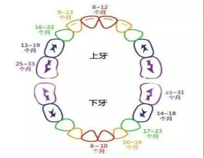 图1 乳牙萌出时间