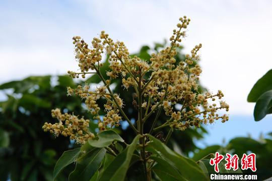 龙眼树的花期可以用催花技术改变,从而生产出反季节龙眼.