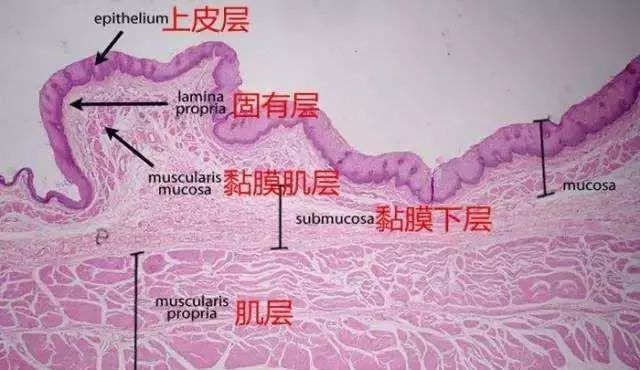 胃黏膜上皮细胞的寿命很短, 2至3天就要新生一次.