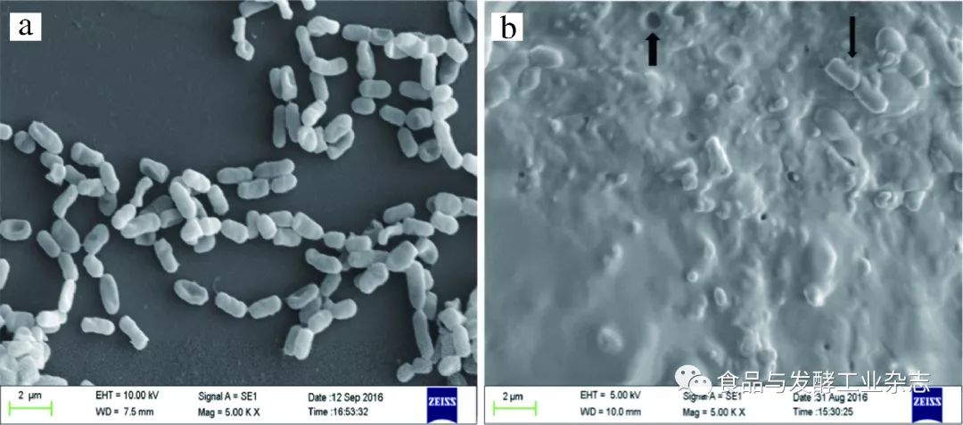 植物乳杆菌生物膜以及游离菌体扫描电镜图