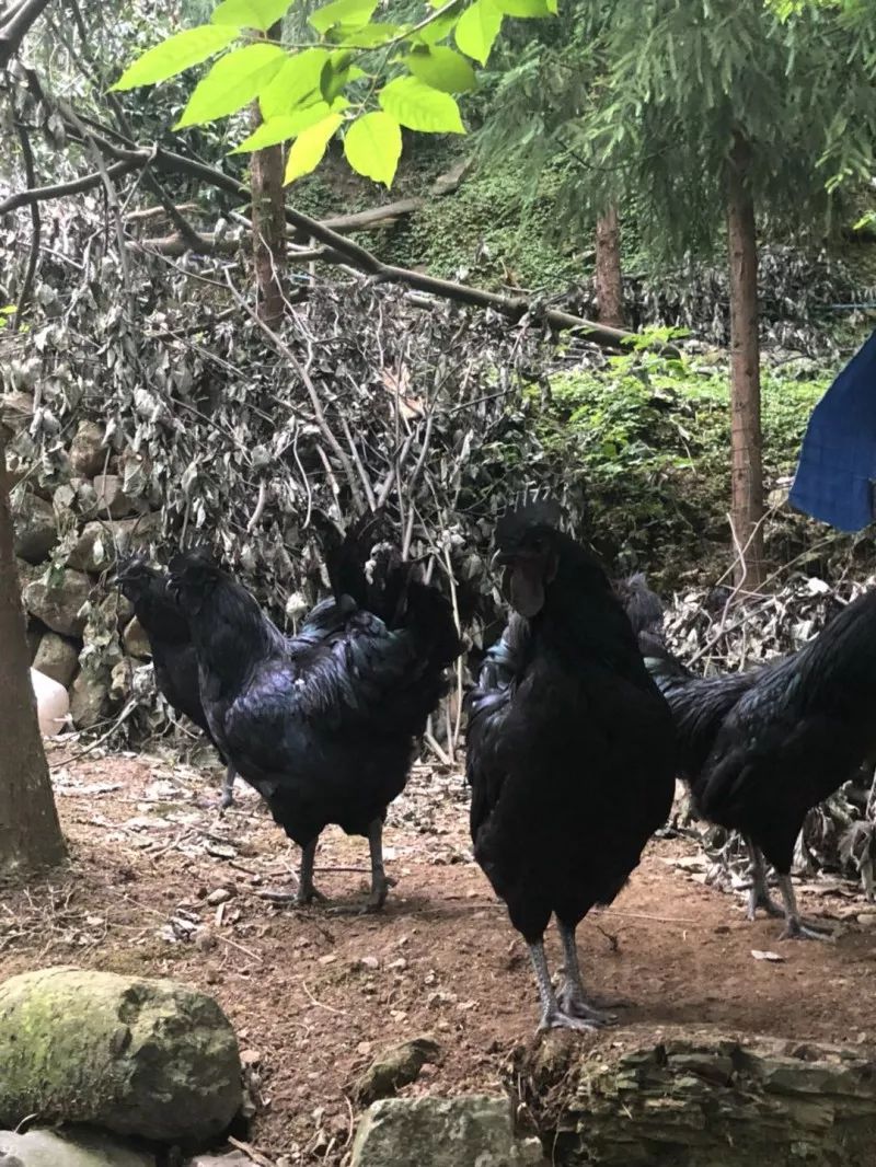 篮子里面有孔雀蛋野鸡蛋,鸭蛋,贵妃鸡蛋,土鸡蛋最重要的是,这里的食材