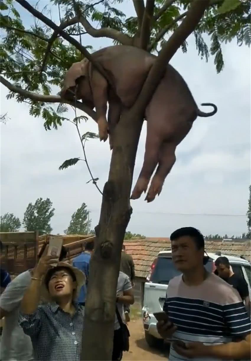 为了证明男人靠得住,母猪被挂上树,这火锅店太皮了