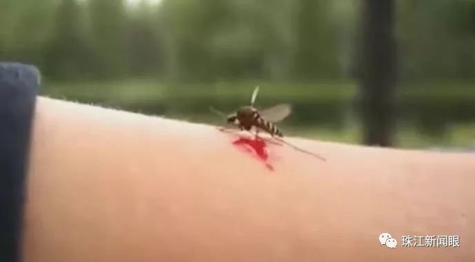 还能不能打蚊子了?
