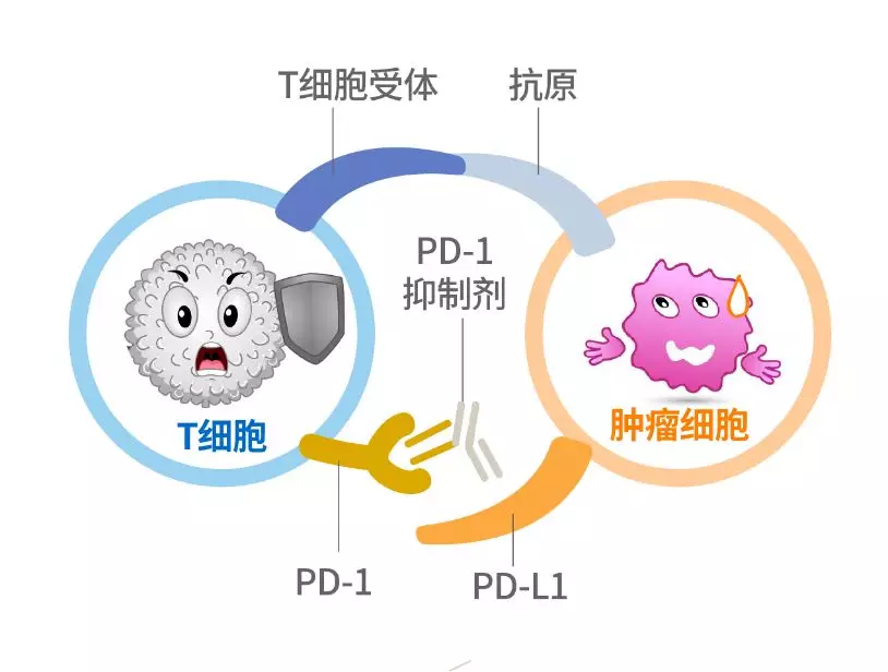 相信未来随着研发的进一步深入,肿瘤君逃逸免疫的其他途径也会被充分