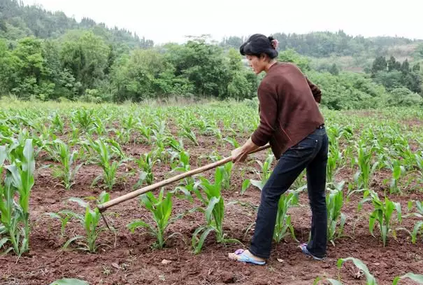 关于农村死亡人口土地如何处理_白术种植土地如何处理