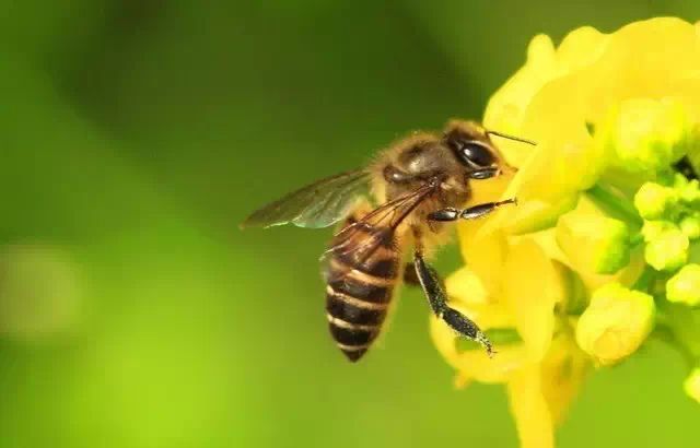 只有50天寿命的蜜蜂何以存续1亿多年?| 蜜蜂繁衍故事与可持续发展秘钥