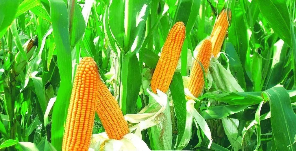 【聚焦】今年农民为啥愿意购买白轴玉米品种