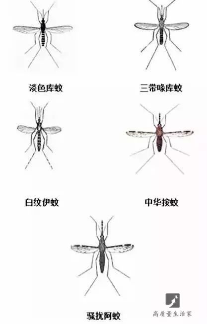 不同蚊子喜欢的地方不一样 室内,淡色库蚊,三带喙库蚊,中华按蚊,常