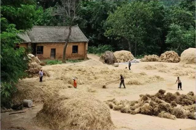 小时候的收麦场景,70,80后看了别哭!