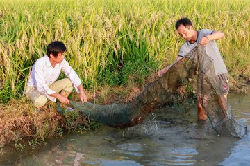 稻田养虾打造脱贫新路线