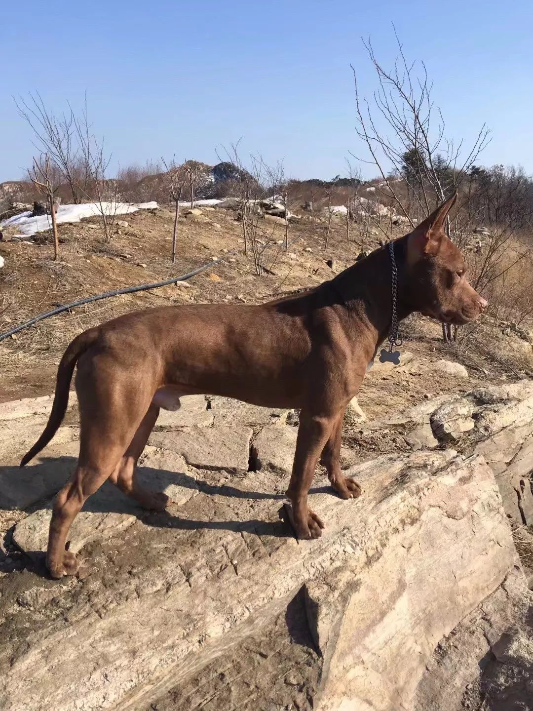 养比特的人与他的狗,都要承受很大非议,为比特犬正名