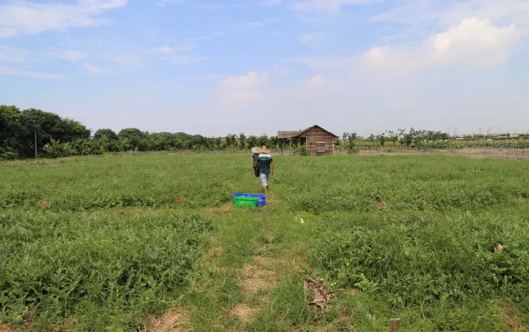 【旅游】大批蔬果"瓜熟蒂落",快来麻涌农业园享采摘乐