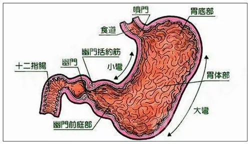 胃部解剖图