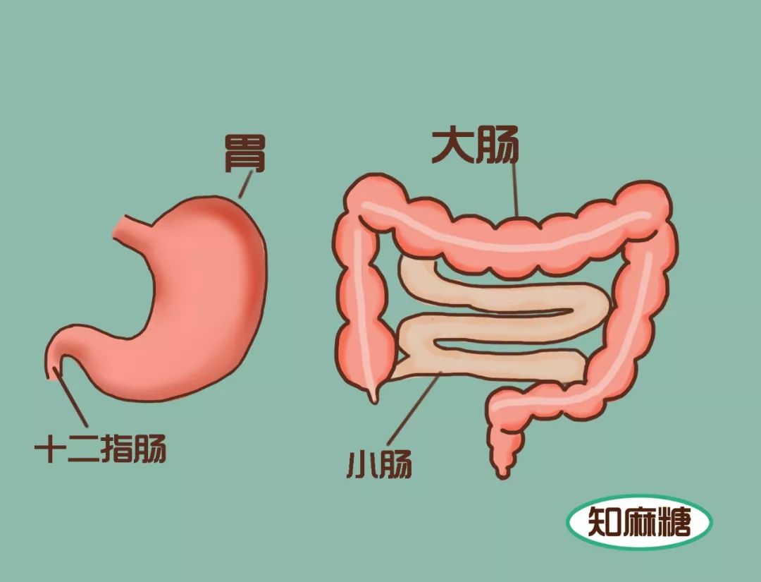 胃和肠道,是我们的消化器官, 我们吃下肚子的食物,在肠道被人体吸收.