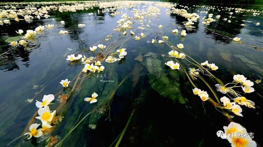 2017年,洱海源头,洱源县右所镇的村民,已累计种植海菜花1025亩,年收入