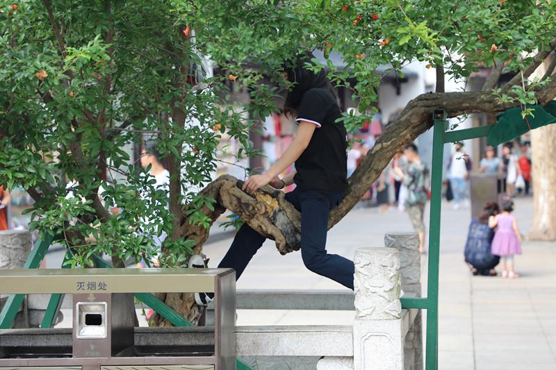 南京一5a景区不文明现象:百年石榴古树被当马骑