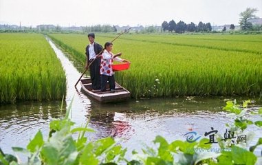 稻田养虾打造脱贫新路线