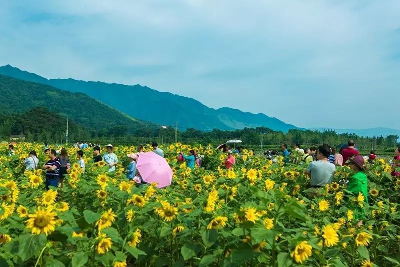 百江村人口_江南百景图