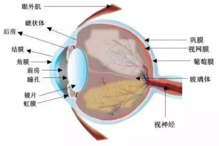 英国科学家3d打印出人造角膜,可还有90%的年轻人不珍惜!