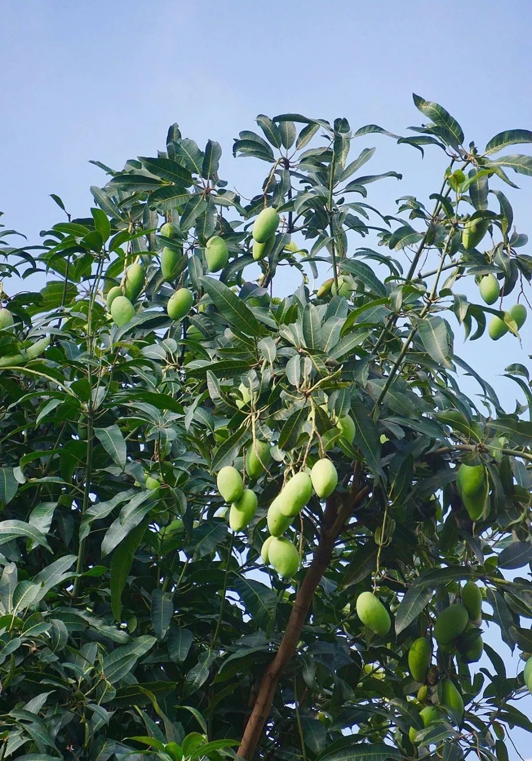 鹤山绿化树上的这种水果千万别摘!吃了后果很严重!