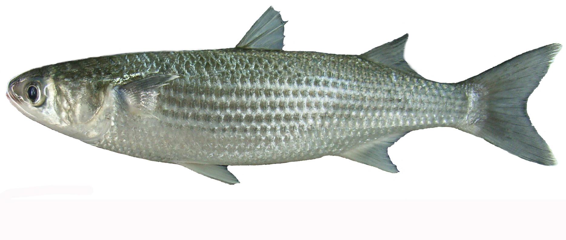 史书上记载的子鱼是一种什么鱼?