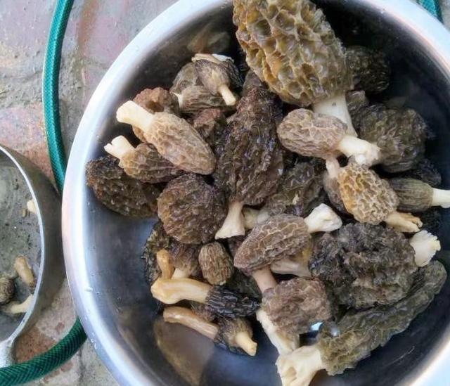 这个菌子比肉好吃,食材珍贵难得,吃到不容易,被誉为食用菌皇后