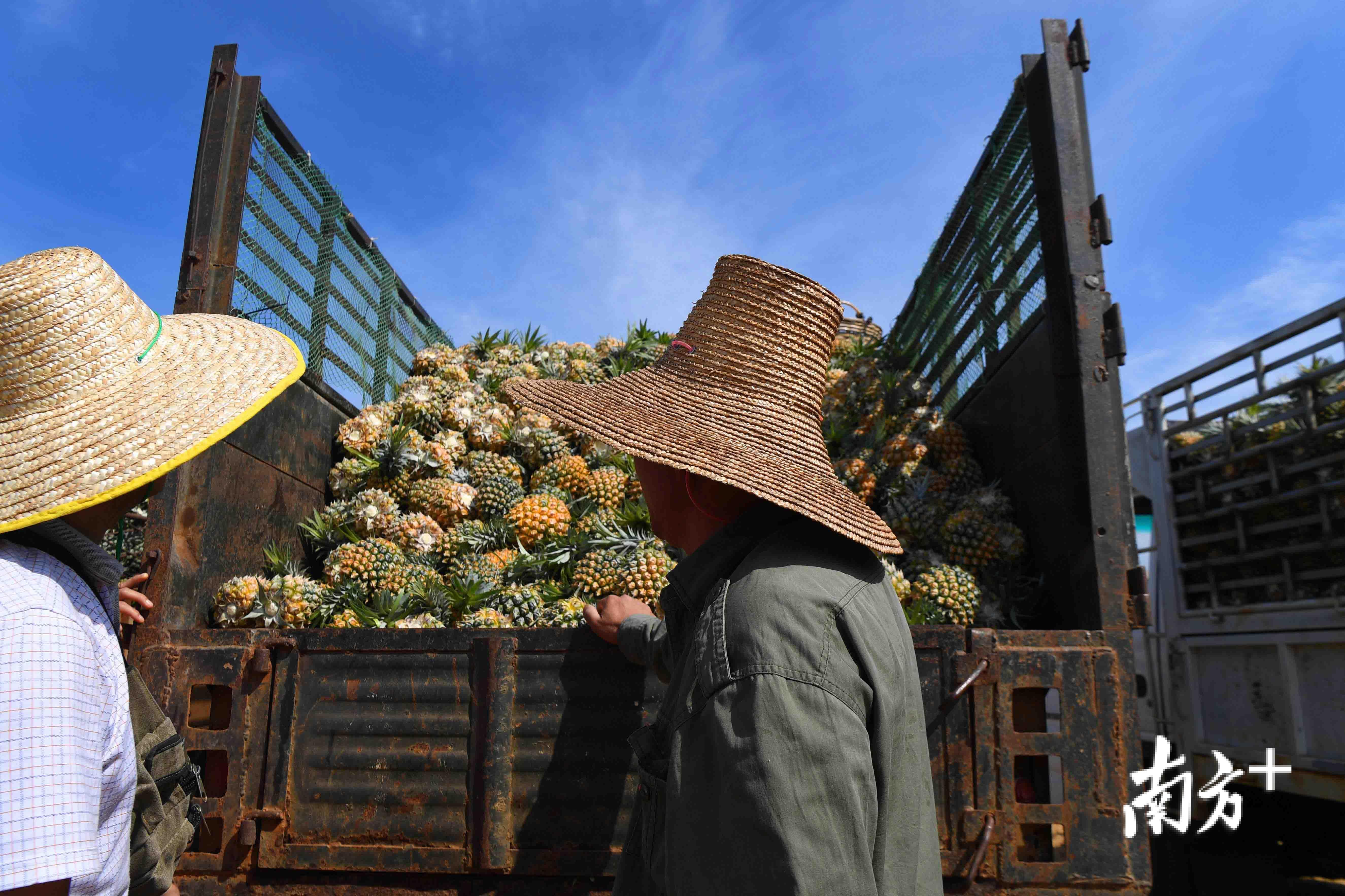 徐闻万斤菠萝滞销引关注热心菠萝姐帮果农渡难关