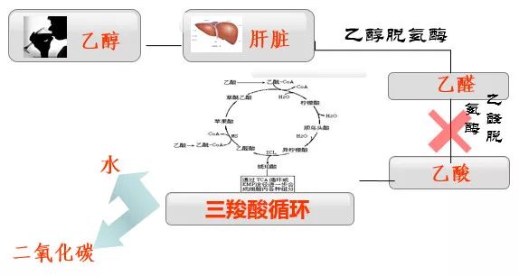 双硫仑样反应,你想知道的这里都有!