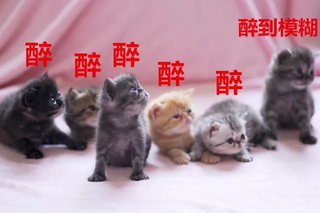 一批"醉猫"统统带回!