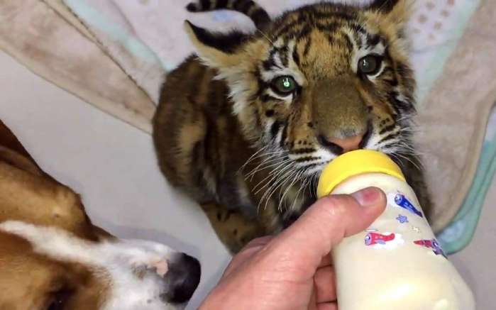 5张人类给猫科动物宝宝喂奶的照片,每一张都能萌化你!
